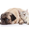 About Grasshoff Veterinary Clinic in Houston, Texas About Grasshoff Veterinary Clinic in Houston, Texas