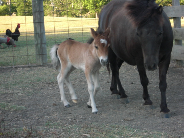 horse and foal