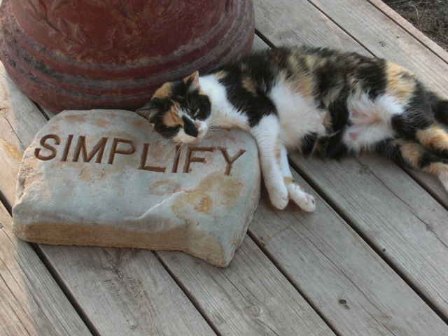 calico cat