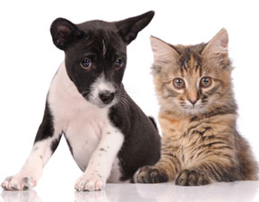 grasshoffveterinaryclinic in Houston, Texas - Welcome to our site!