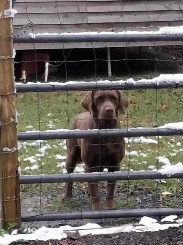 chocolate lab