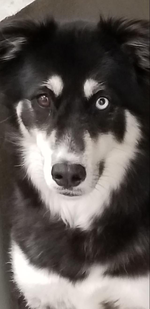 black and white dog