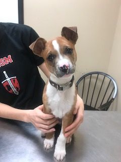 brown and white puppy