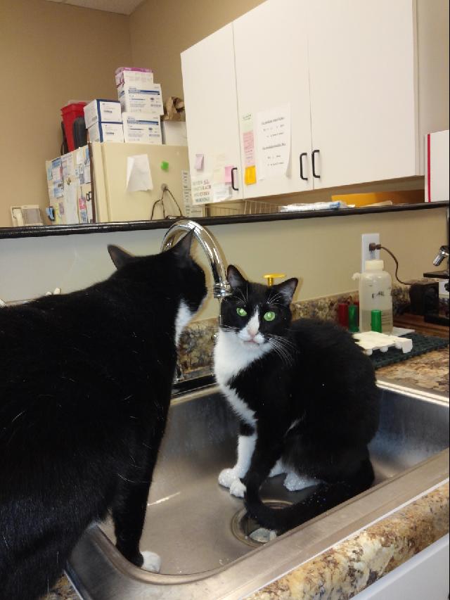 Cats in sink